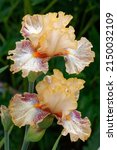 Small photo of Iris 'Impertinent' is a bearded iris with pink flower and orange beard