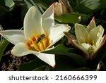 Small photo of Tulipa 'Ancilla' is a Kaufmanniana Tulip (Div. 12) with white flowers