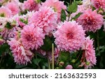 Small photo of Dahlia 'Otto's Thrill' is a decorative dahlia with pink flowers