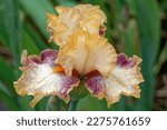 Small photo of Iris 'Impertinent' is a Tall Bearded Iris with melon and purple flowers