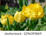 Tulipa 'Monte Carlo' is a tulip with double yellow flowers