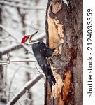 Large Redhead Woodpecker On A...