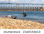 A wake of Black Vultures on the shoreline of the Tennessee River at the Pickwick Landing hydroelectric lock and Dam  on the Tennessee River.