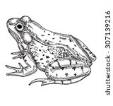 Frog Isolated Vector...