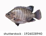 Small photo of Big plentiful fat tilapia fish isolated on white background.