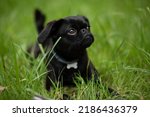Portrait Of Black Cute Pet Pug...