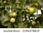 Apple tree is strewn with a bountiful harvest of green yellow apples. Fertile branches with nutritious fruits. Fall apple picking, rich in fiber and antioxidants, harvesting. Natural vitamins. Farming