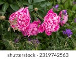 Small photo of Planting peony flowers in summer. Pink peony-shaped flowers blooming against a background of pink peonies. Peony Garden Pink Peony Flower