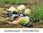 Small photo of Vegetables discarded due to overproduction