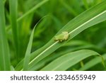 Small photo of A young tree frog that has just metamorphosed from a tadpole