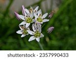 Small photo of Nothoscordum gracile known in Brazil as wild garlic are tiny edible flowers less than one centimeter in diameter.