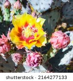 Small photo of Photograph of a Prickly Pear Cactus flower taken at Boyce Thompson Arboretum in Arizona.