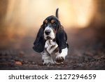 Small photo of amazing Basset Hound Puppy photo