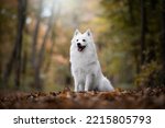 Small photo of Giant White German Spitz Dog portrait in the forest
