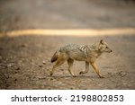 Small photo of golden jackal or Canis aureus side profile running or crossing forest track at dhikala zone of jim corbett national park or forest uttarakhand india asia