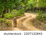 Small photo of wild adult bengal male tiger or panthera tigris tigris walking on forest track in natural scenic green background at ranthambore national park tiger reserve sawai madhopur rajasthan india asia
