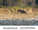 wild asian elephant or tusker walking near shore of ramganga river at dhikala zone of jim corbett national park forest uttarakhand india asia - Elephas maximus indicus