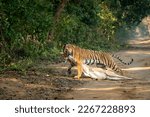 Small photo of wild royal bengal female tiger or panthera tigris dragging spotted deer or chital kill in his mouth or jaws in natural green background at dhikala forest jim corbett national park uttarakhand india