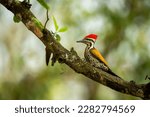 Himalayan flameback or goldenback woodpecker or three toed woodpecker or Dinopium shorii male bird perch in natural scenic green background pilibhit national park uttar pradesh india