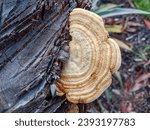 Small photo of Trametes betulina, known as gilled polypore, birch mazegill or multicolor gill polypore, growing on dead tree trunk. Selective focus.
