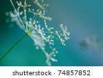 Close Up Of Dill Flower Umbels...