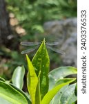 Small photo of A dragonfly with transparent wings perches on a motionless leaf observing its surroundings