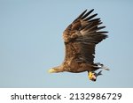 Small photo of Adult white-tailed eagle, Haliaeetus albicilla, ern, erne, gray eagle, white-tailed eagle and white-tailed eagle in flight with a fish in the claws, Poland