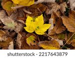 Small photo of Explicit yellow leaf on the ground in in autumn.