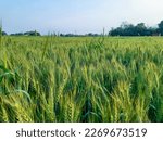 Small photo of Juicy fresh ears of young green wheat on nature in spring summer field close-up of macro. ripening ears of wheat field. Green Wheat field blowing in the rural Indian fields. Unripe wheat crop in India