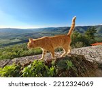 A cat walking on the fortress wall of 