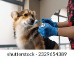 Small photo of groomer squeezes special professional paste on a brush for the procedure of brushing the teeth of a corgi dog in salon pet care close-up hygiene