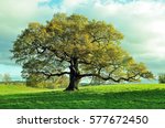 Old oak tree in an English meadow.