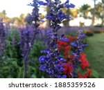 closeup purple flower in garden | Shutterstock . vector #1885359526