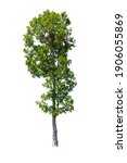 tree isolated on white... | Shutterstock . vector #1906055869
