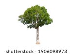 tree isolated on white... | Shutterstock . vector #1906098973