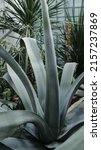 Small photo of Huge agave americana or american aloe in wooden pot in a park.