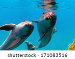 Two Funny Dolphins Smiling...
