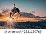 Killer whale aka orca leaping...