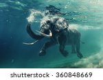 Swimming Elephant Underwater. African elephant in ocean with mirrors and ripples at water surface.
