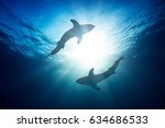 Great white sharks by...