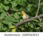 Small photo of A Townsend's Warbler in Alaska