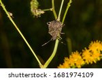 Small photo of Stink bug in the nature. Brown Marmorated Stink Bugs will be back with a vengeance this fall