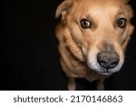 Small photo of Mongrel dog looking to the side, funny dog looking warily, yellow dog on gray dark background