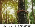 Small photo of Child hug the trunk tree with green musk in tropical woods forest. Green natural background. Concept of people love nature and protect from deforestation or pollution or climate change