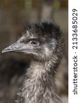 Young emu, Dromaius novahollandiae, on a farm in Northumberland, UK. farm in Northumberland, UK. Farming unusual birds is of increasing interest.