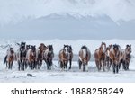 Small photo of Herd Of Running Free Grazing Unsuited ( Bay, Sorrel ) Mongolian Horses With Fluttering Manes And Tails.Frost On The Skin.Frozen Red Horses With Hoarfrost Wool. Mountain Landscape With Brown Stallions
