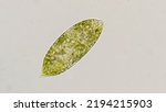 Small photo of Euglena species. Probably Euglena magnifica. 400x magnification