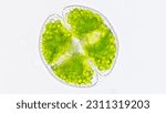 Small photo of Freshwater phytoplankton or microalgae genus Cosmarium. The species probably Cosmarium obsoletum.