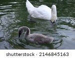 Mother Swan With Cub On The Lake