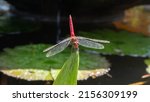 Red Dragonfly with lilypad perched  outside
